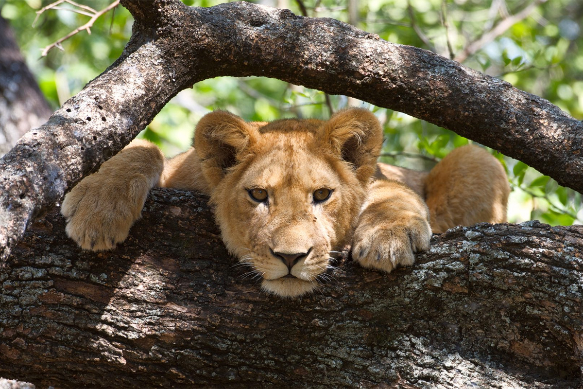 LAKE MANYARA NATIONAL PARK DAYS TOURS