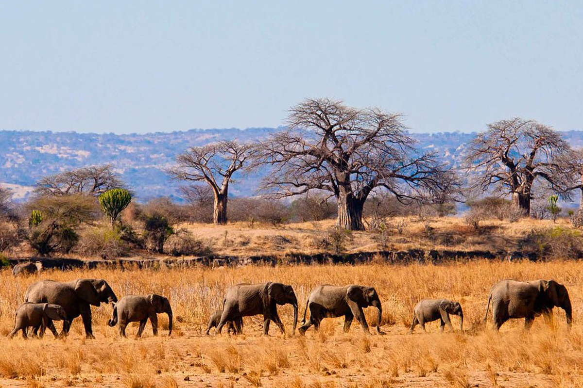 TARANGIRE NATIONAL PARK DAY TOURS